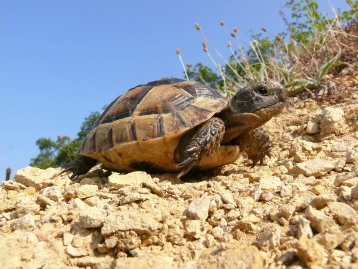 Виды черепах для домашнего содержания
