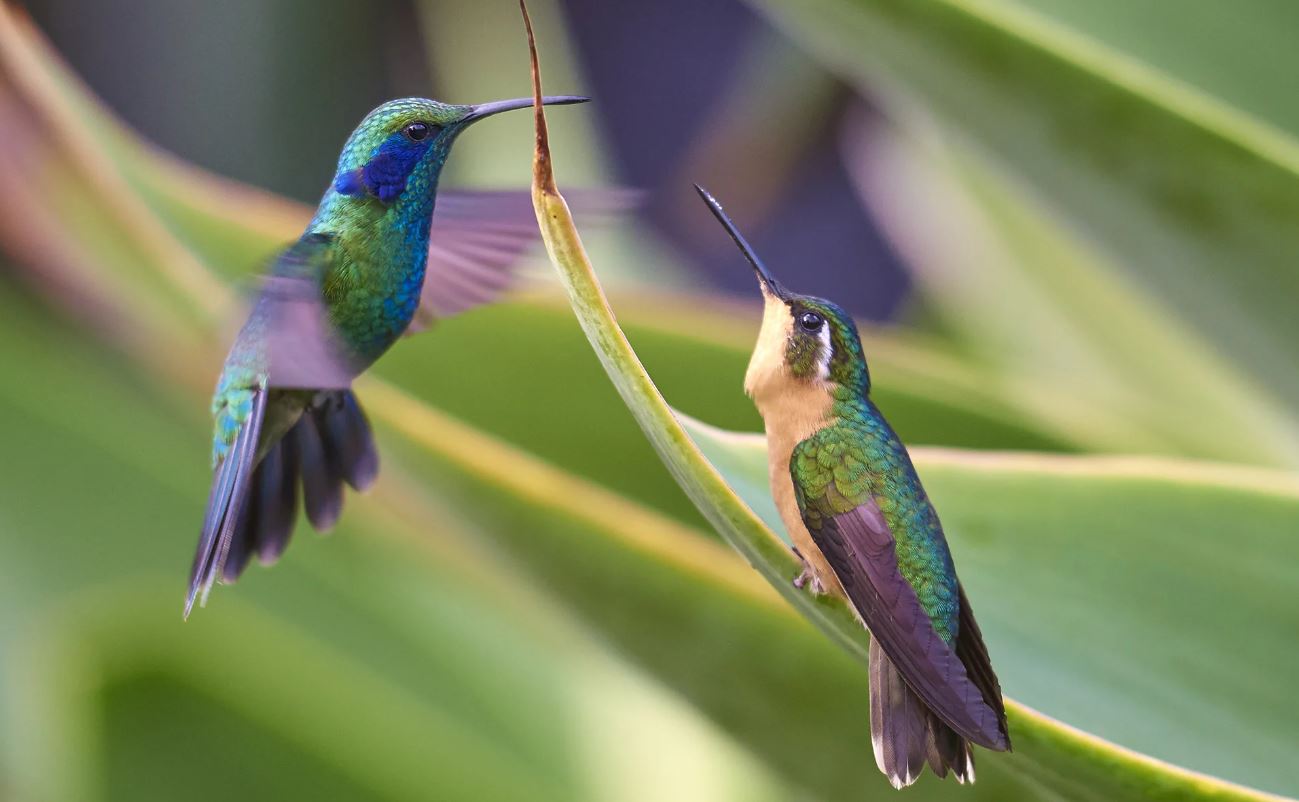 Колибри: описание, среда обитания, интересные факты