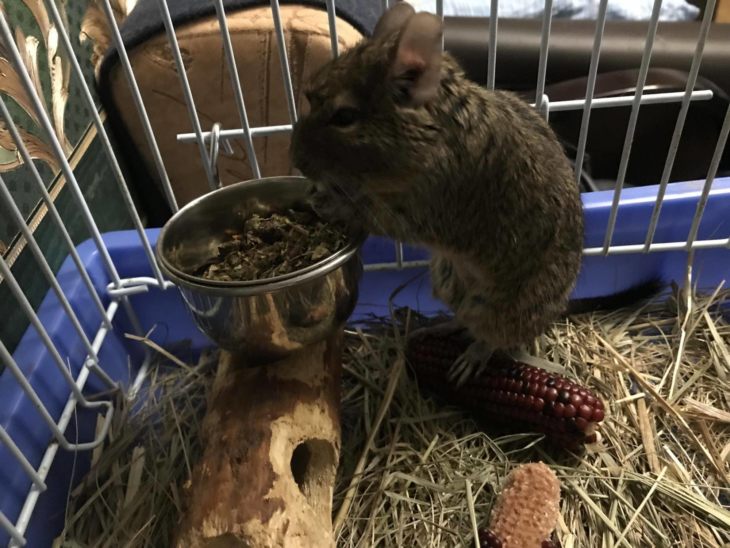 Прирученная белка дегу: условия содержания и режим кормления