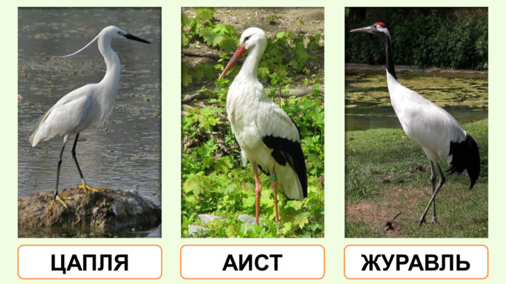 Описание и характеристики аиста: чем питаются, где живут и сколько живут