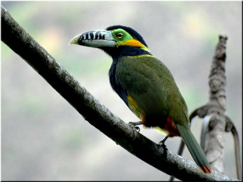 Птица тукан: описание, как выглядит, где обитает, чем питается, разновидности, интересные факты