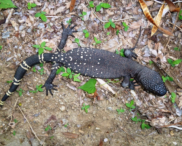 Ящерица во «всеоружии»: ядозуб