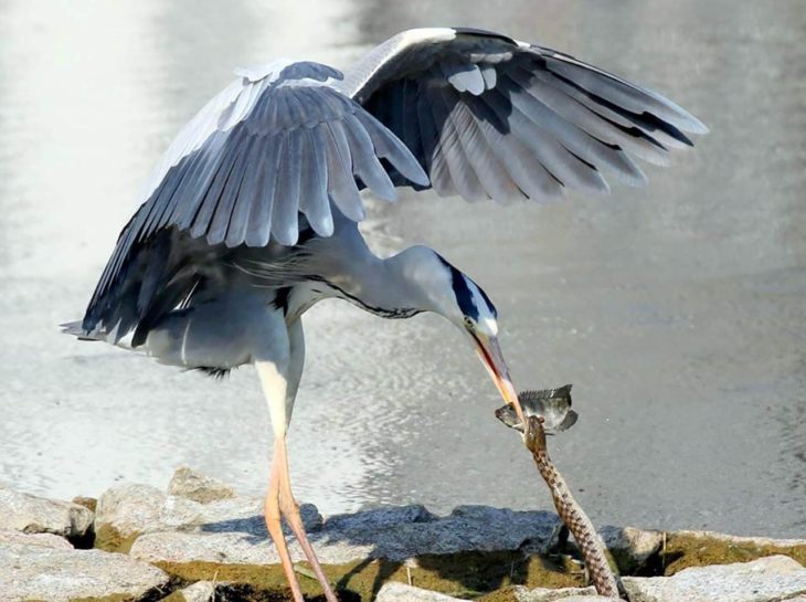 Описание и характеристики аиста: чем питаются, где живут и сколько живут