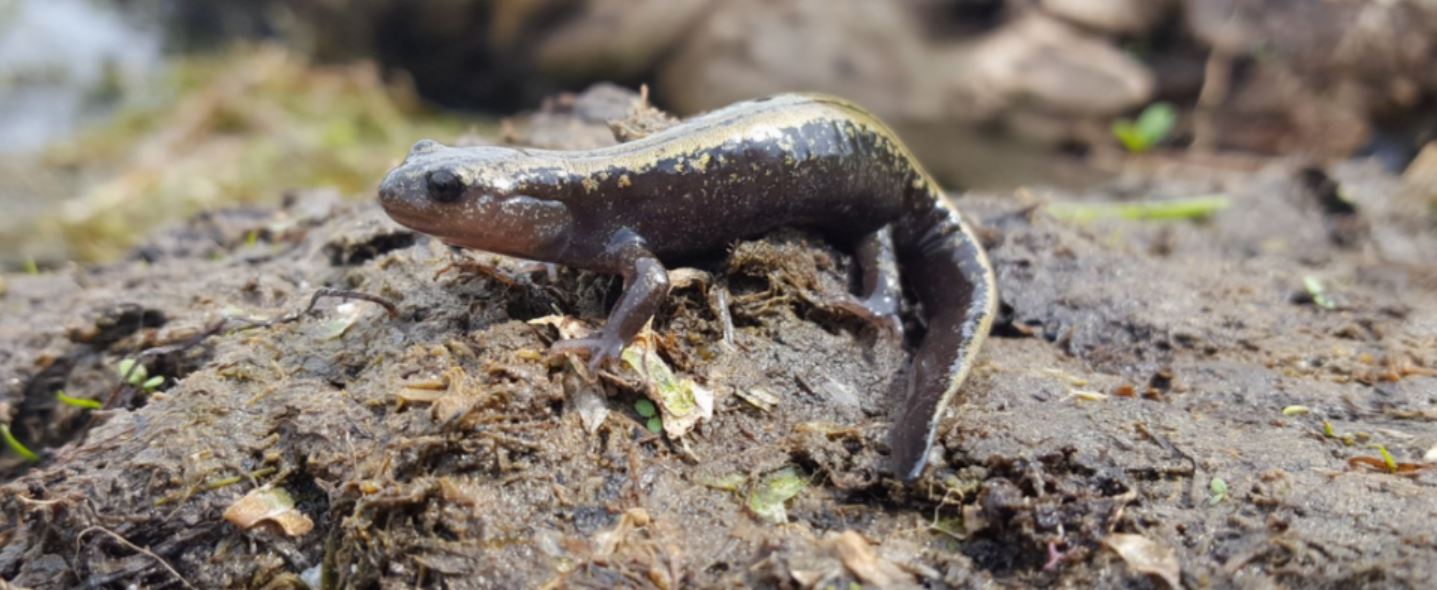 Сибирская саламандра — чудесное земноводное из зоны вечной мерзлоты