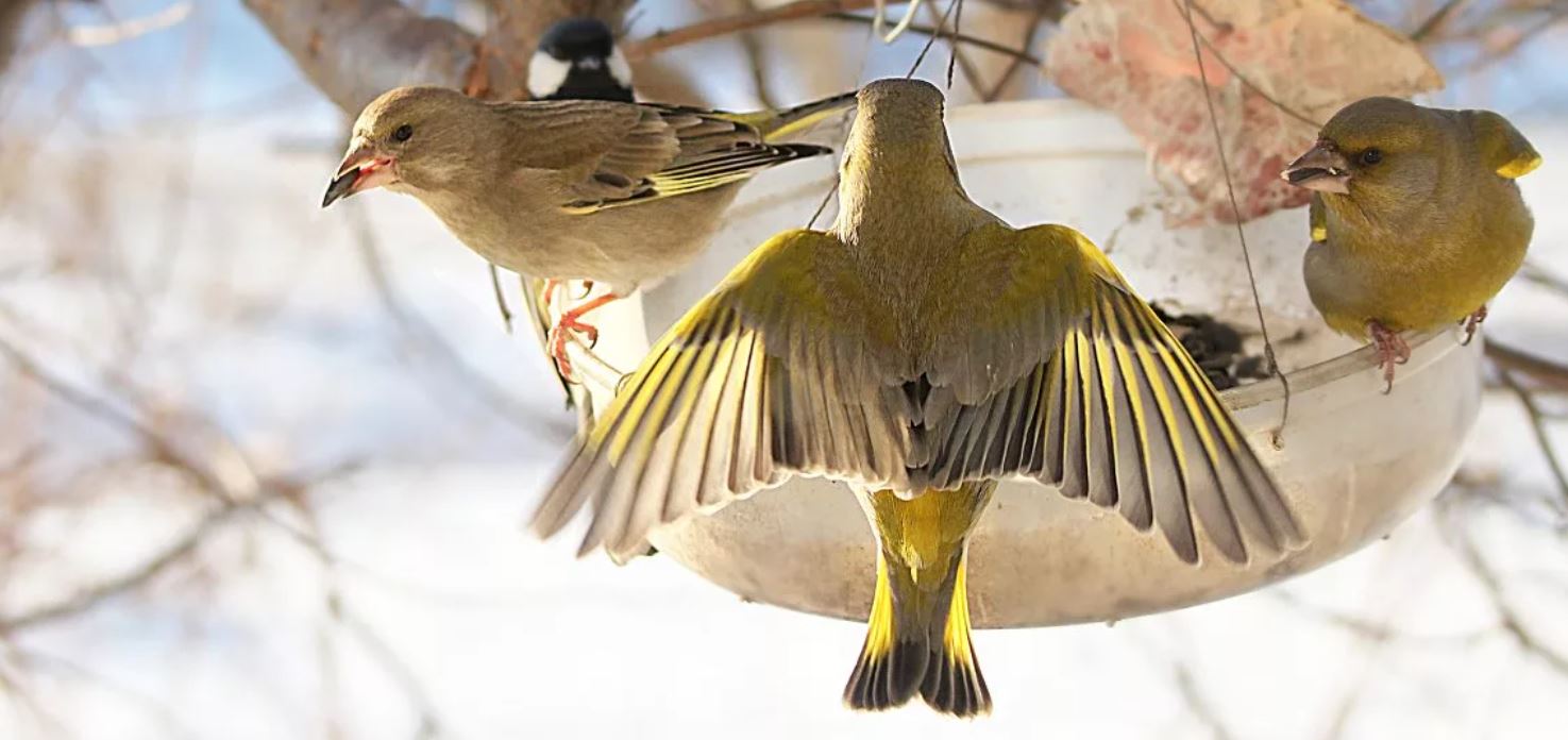 Зеленушка — небольшая птичка с ярким оперением и звонким голосом