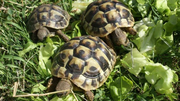 Виды черепах для домашнего содержания