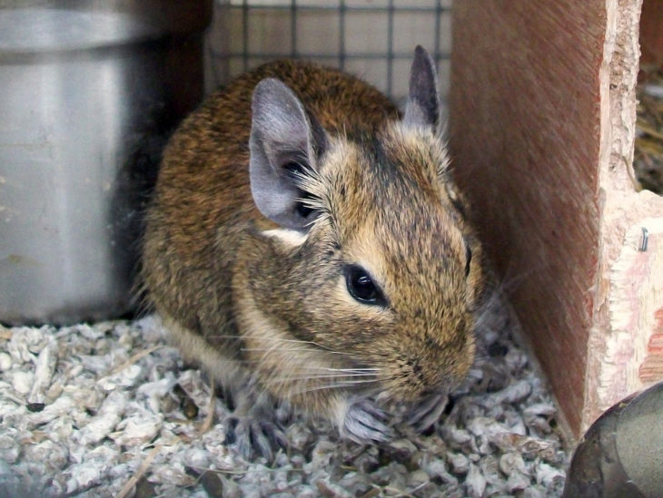 Прирученная белка дегу: условия содержания и режим кормления