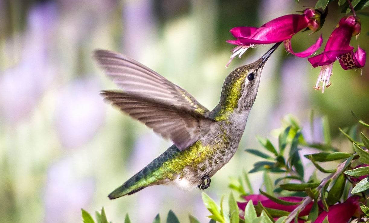 Колибри: описание, среда обитания, интересные факты