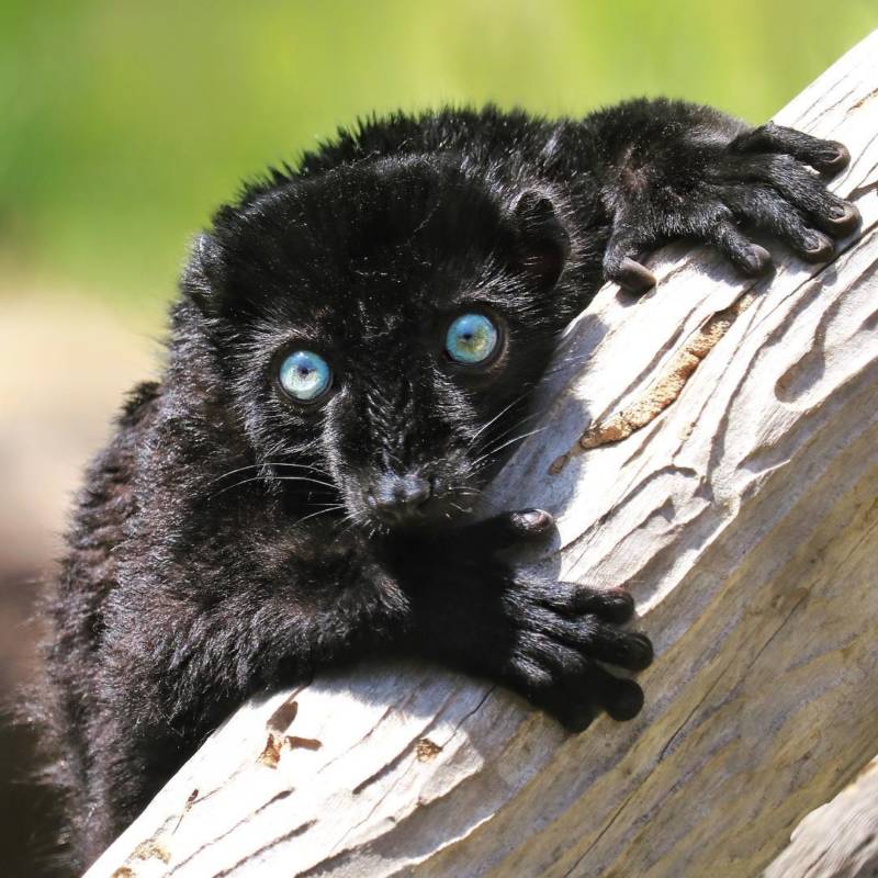 Прирученная белка дегу: условия содержания и режим кормления