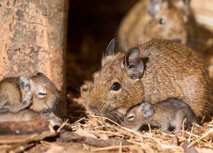 Прирученная белка дегу: условия содержания и режим кормления