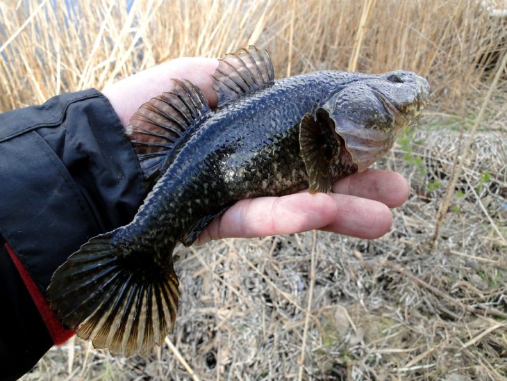 Рыба ротан: описание, особенности, виды, образ жизни и среда обитания