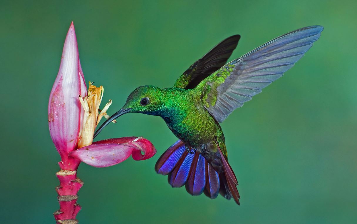 Колибри: описание, среда обитания, интересные факты