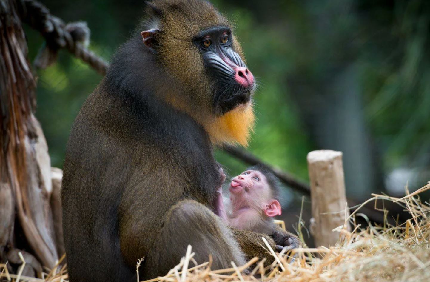 Мандрил: среда обитания, функции, охранный статус