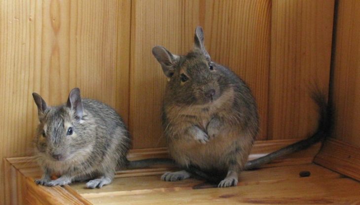 Прирученная белка дегу: условия содержания и режим кормления