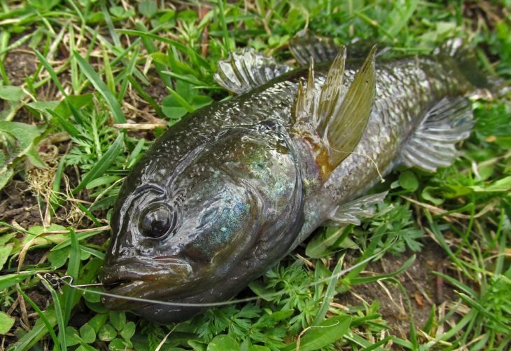 Рыба ротан: описание, особенности, виды, образ жизни и среда обитания