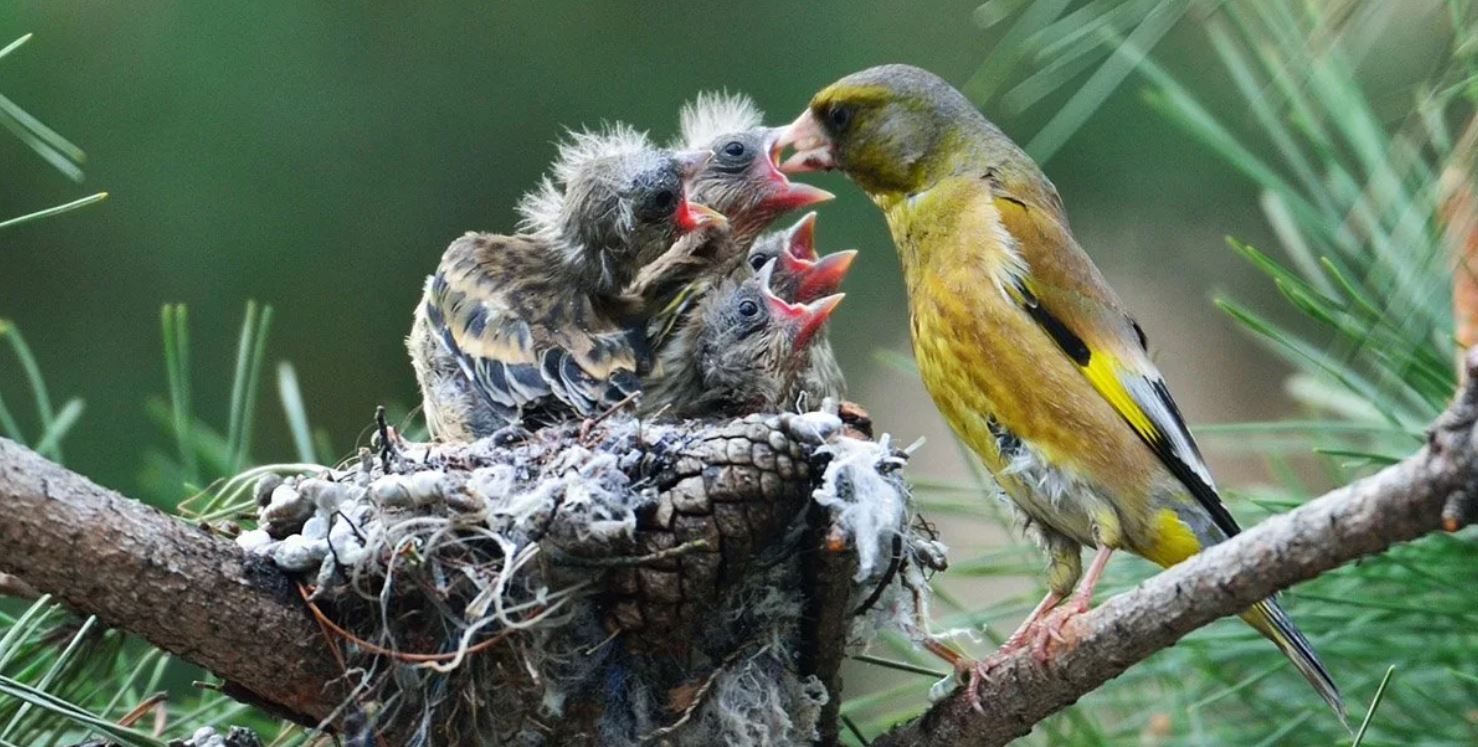 Зеленушка — небольшая птичка с ярким оперением и звонким голосом