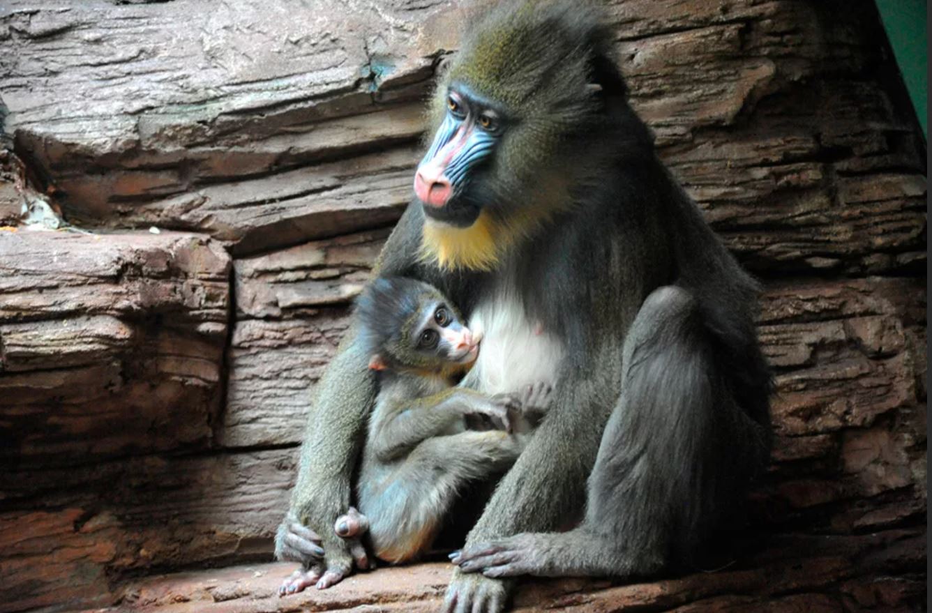 Мандрил: среда обитания, функции, охранный статус