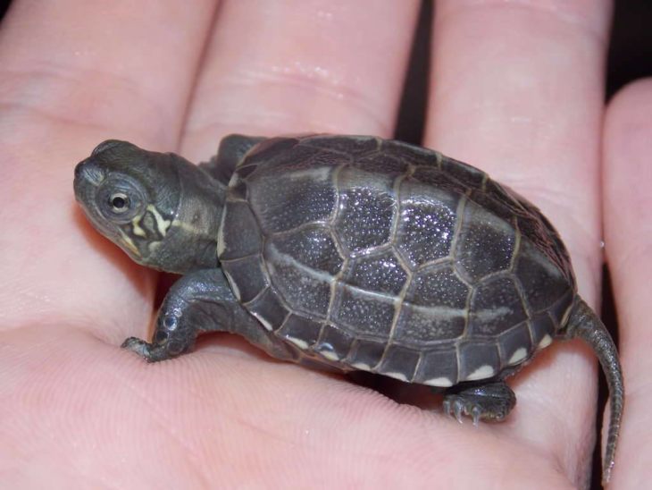Виды черепах для домашнего содержания
