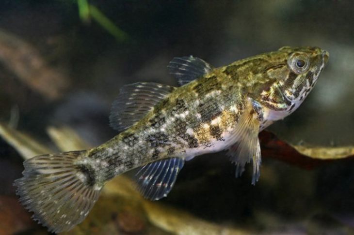 Колибри: описание, среда обитания, интересные факты