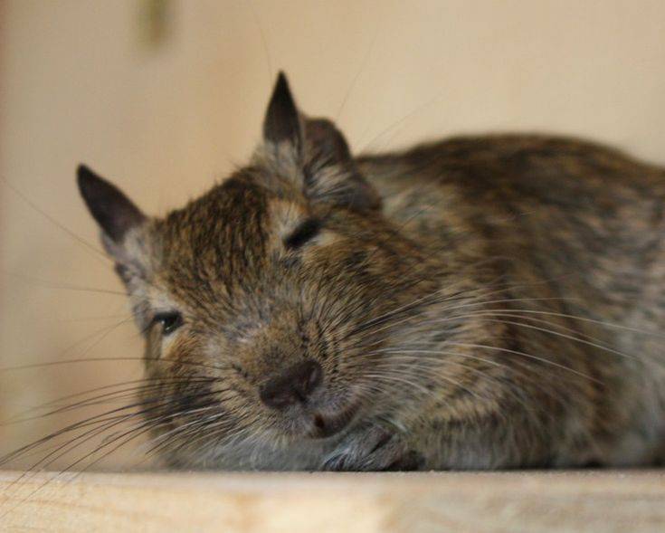 Прирученная белка дегу: условия содержания и режим кормления