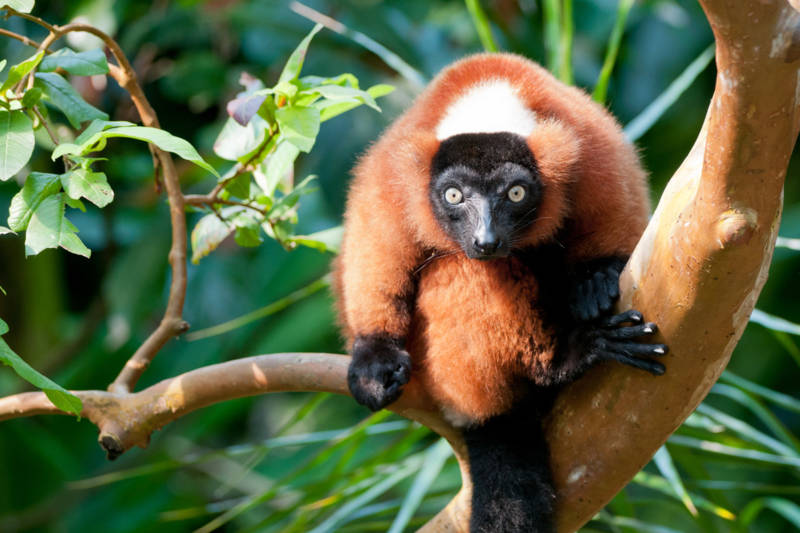 Лемур Лори: описание животного, особенности, виды, среда обитания