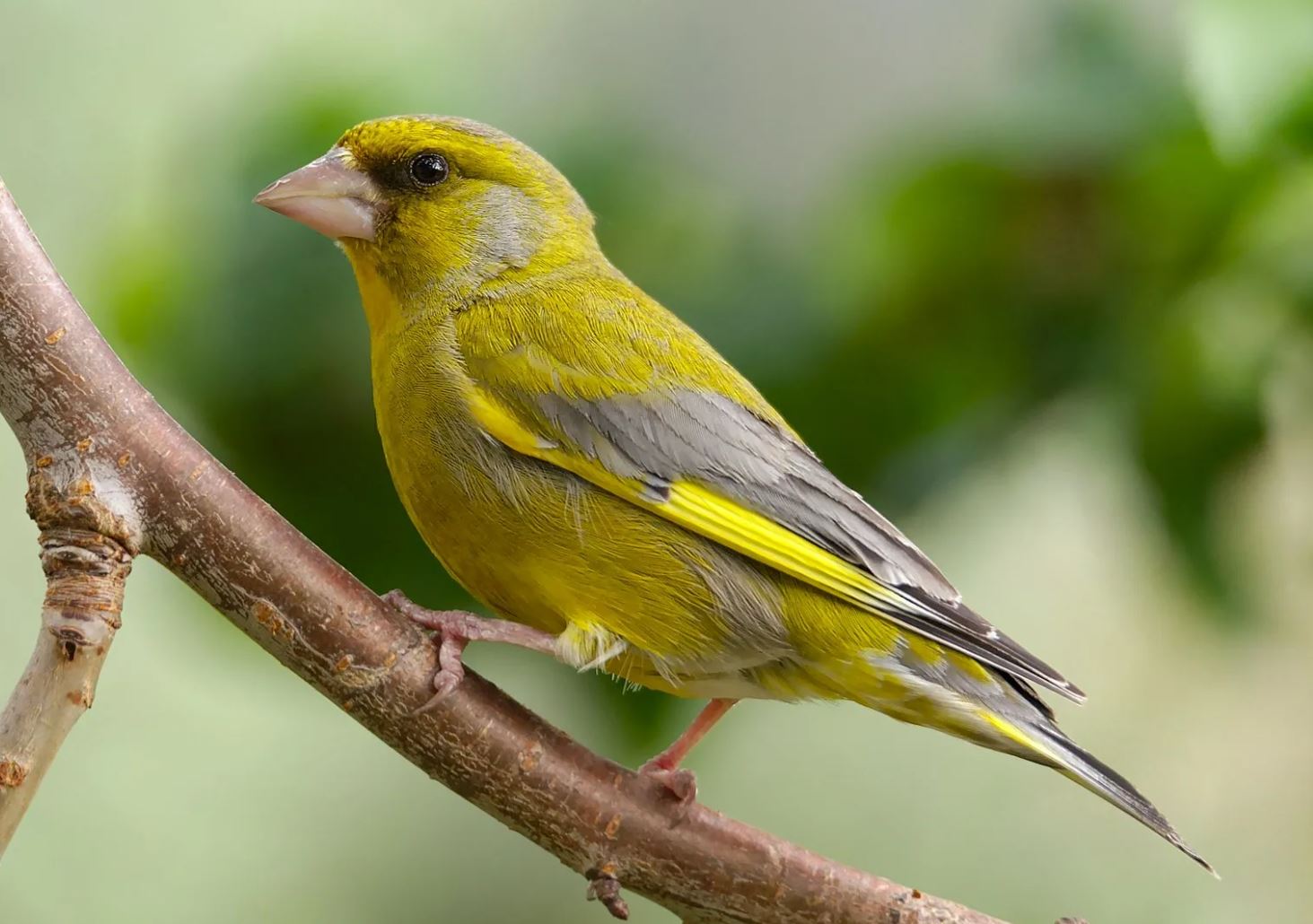 Зеленушка — небольшая птичка с ярким оперением и звонким голосом