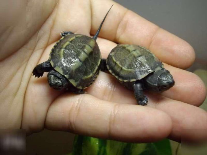 Виды черепах для домашнего содержания