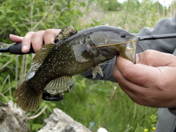 Рыба ротан: описание, особенности, виды, образ жизни и среда обитания