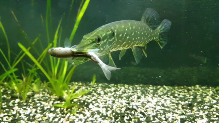 Рыба ротан: описание, особенности, виды, образ жизни и среда обитания