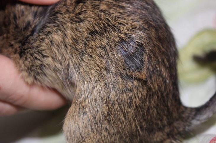 Прирученная белка дегу: условия содержания и режим кормления