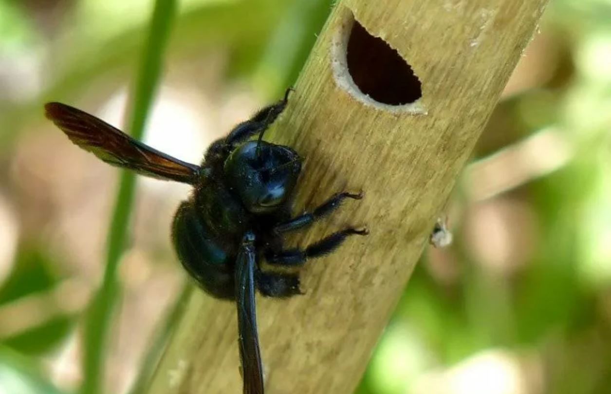Пчела-плотник: гигантское деревенское насекомое с острым жалом и мощными челюстями