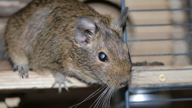 Прирученная белка дегу: условия содержания и режим кормления