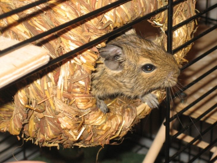 Прирученная белка дегу: условия содержания и режим кормления