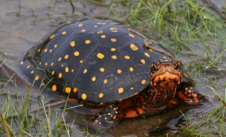Виды черепах для домашнего содержания