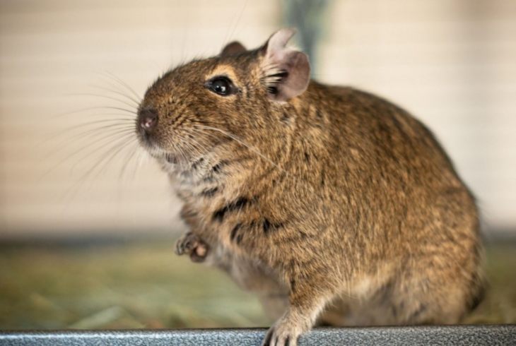 Прирученная белка дегу: условия содержания и режим кормления