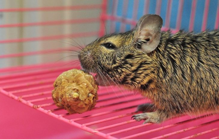 Прирученная белка дегу: условия содержания и режим кормления