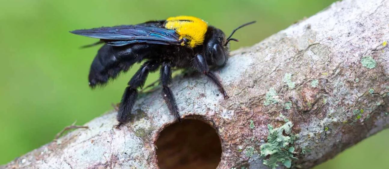 Пчела-плотник: гигантское деревенское насекомое с острым жалом и мощными челюстями