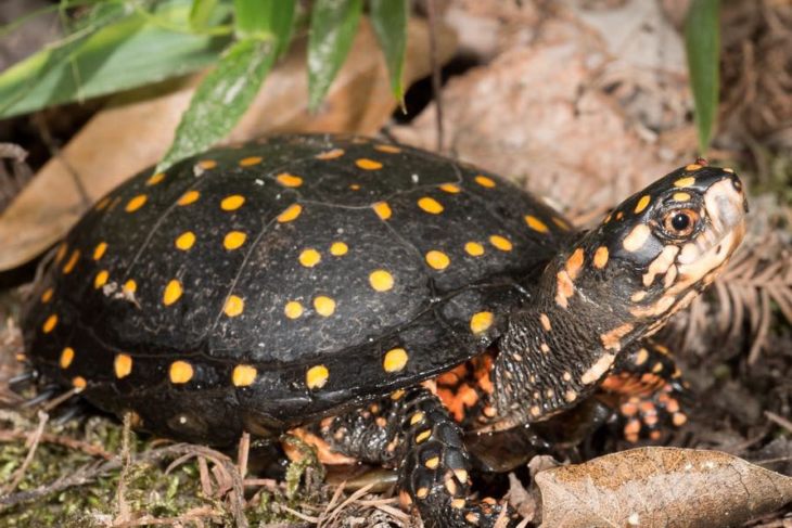 Виды черепах для домашнего содержания