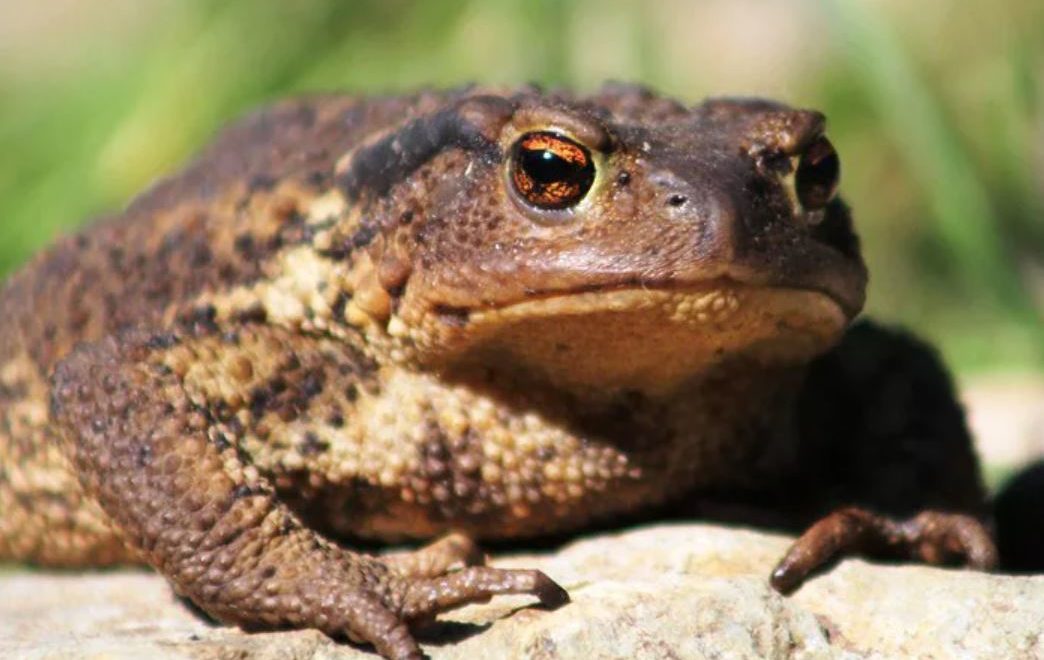 Жаба — скрытный охотник, которого можно найти в любой точке мира