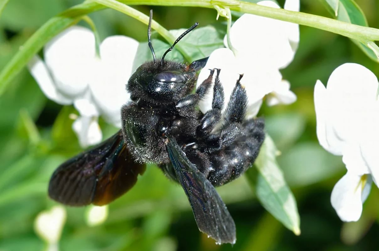 Пчела-плотник: гигантское деревенское насекомое с острым жалом и мощными челюстями