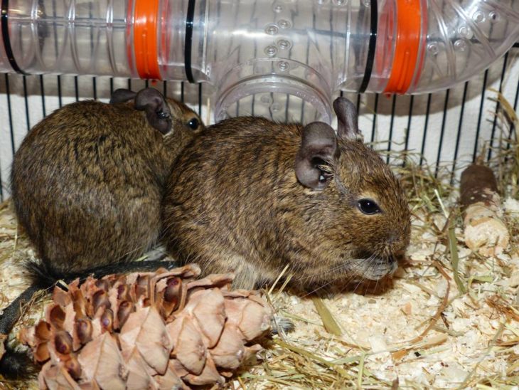 Прирученная белка дегу: условия содержания и режим кормления