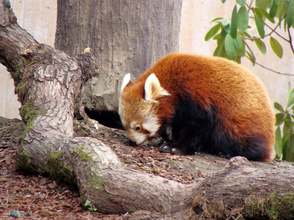 Красная панда