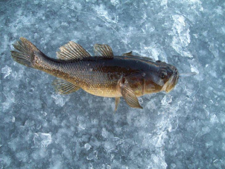 Рыба ротан: описание, особенности, виды, образ жизни и среда обитания