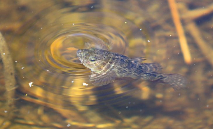 Рыба ротан: описание, особенности, виды, образ жизни и среда обитания