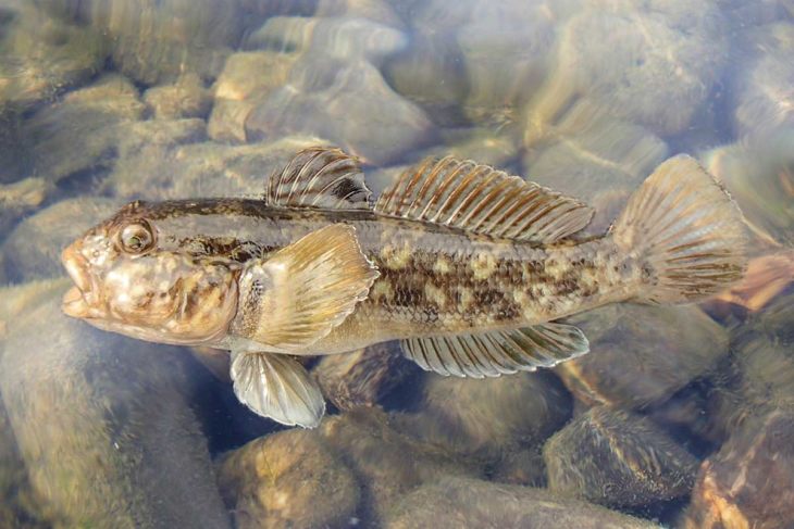 Рыба ротан: описание, особенности, виды, образ жизни и среда обитания