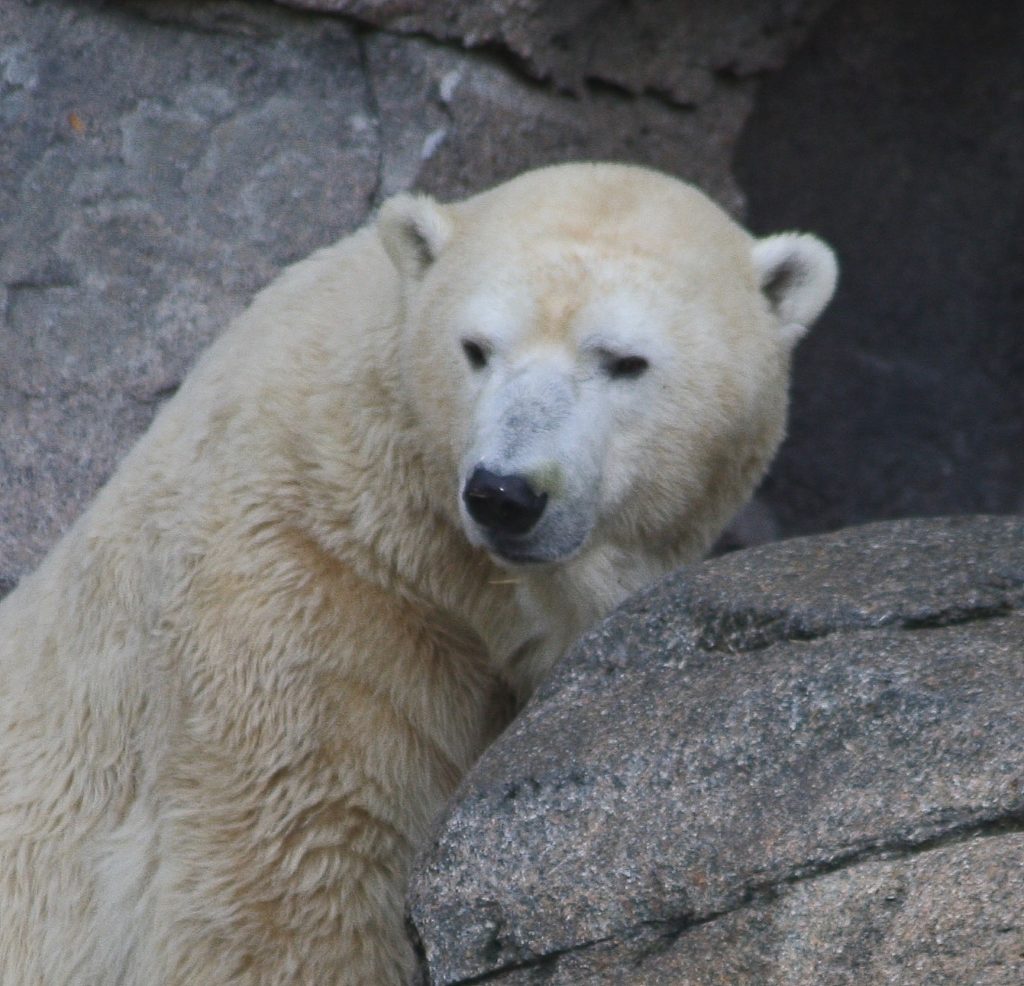 полярный медведь