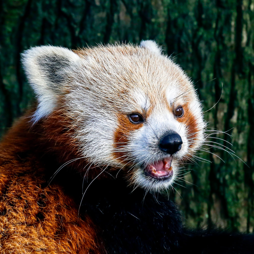 Красная панда