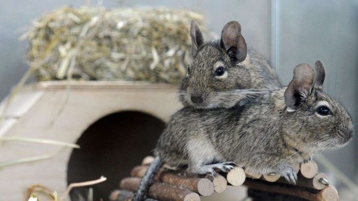 Прирученная белка дегу: условия содержания и режим кормления