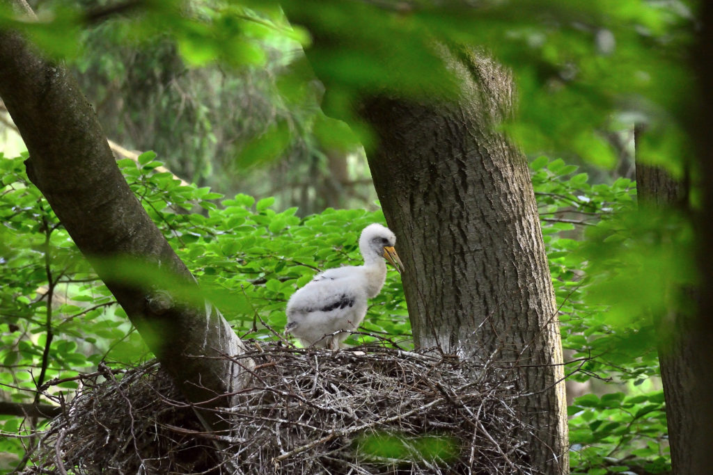 Черный аист