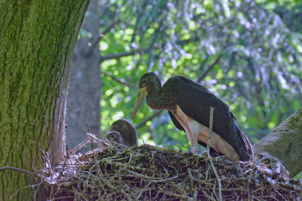 Черный аист описание птицы, особенности, виды, среда обитания